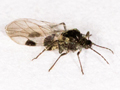 Anoecia corni